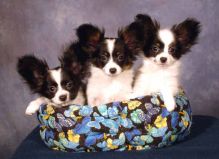 Cute Papillon puppies ready,