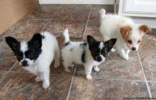 Cute Papillon puppies ready,