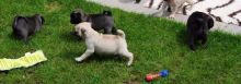 Cute Pug puppies Available ,