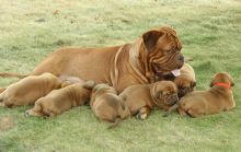 Dogue de bordeaux puppies Available