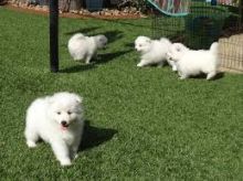 Purebred Japanese Spitz Puppies Available