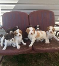 Registered Brittany Spaniel puppies available