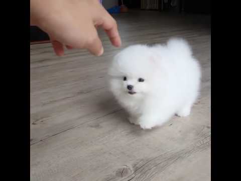 Beautiful Pomeranian puppies Available Image eClassifieds4u