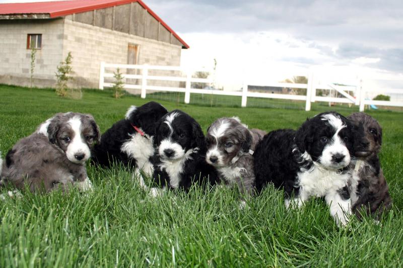 Cute Aussiedoodle Puppies Available Image eClassifieds4u