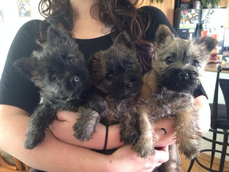 Cute Cairn Terrier puppies Available Image eClassifieds4u