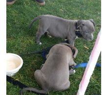 Blue nose American Pitbull terrier pups Available Image eClassifieds4U