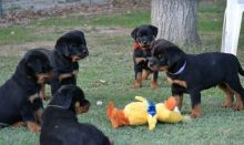 Adorable Rottweiler Pups Available. Image eClassifieds4U