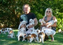 Cute American bulldog puppies for Rehoming Image eClassifieds4U