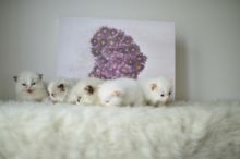 Cute Ragdoll Kittens Available ,