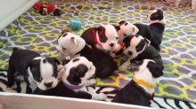 Adorable Boston terrier Puppies Available