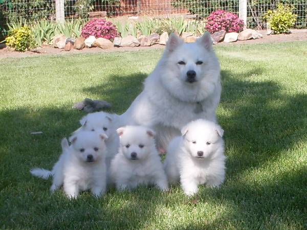 American Eskimo puppies available Image eClassifieds4u