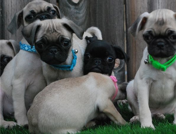 Cute Pug puppies Available Image eClassifieds4u