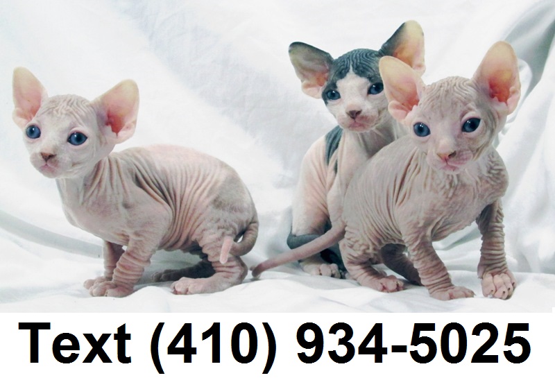 Cute sphynx kittens searching for new homes!! Image eClassifieds4u