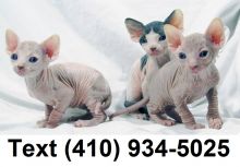 Cute sphynx kittens searching for new homes!! Image eClassifieds4U