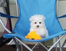 Adorable male and female Maltese Puppies.