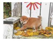 Amazing Shiba inu puppies,