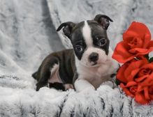 Beautiful AKC registered Boston terrier puppies available