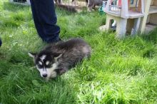 Loyal, And Playful Alaskan Malamute Puppies For Good Homes