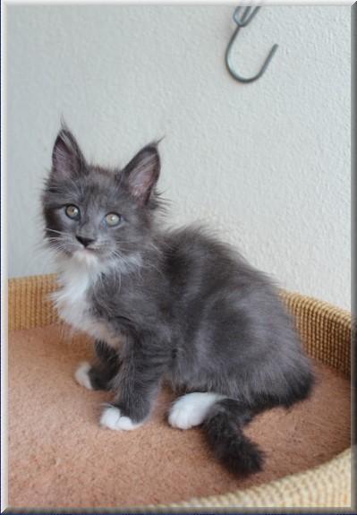 Adorable 12 weeks old Maine Cool kittens available. Image eClassifieds4u