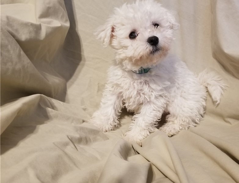 Adorable male and female Bichon frise puppies Image eClassifieds4u