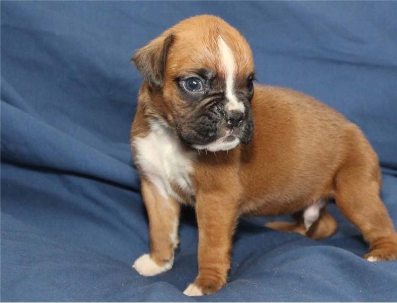 Available Boxer puppies. Image eClassifieds4u