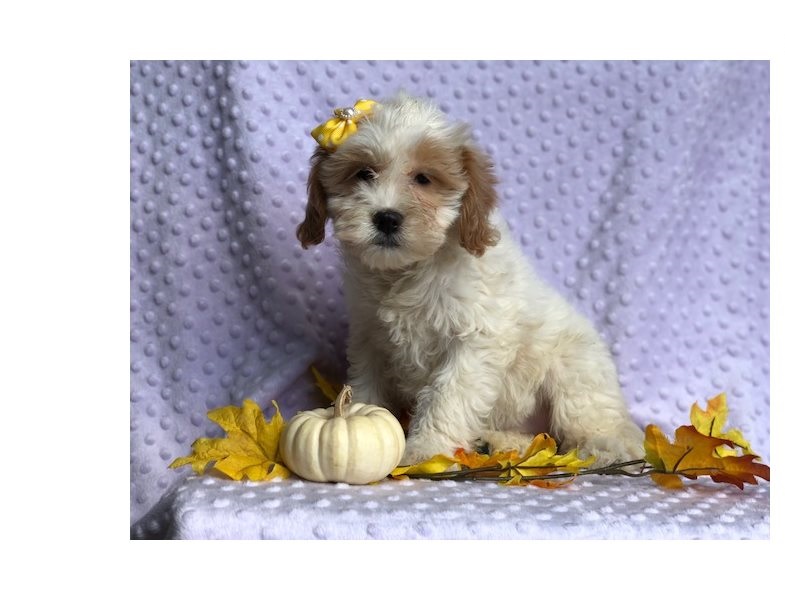 Cute male and female Cavapoo Puppies available. Image eClassifieds4u