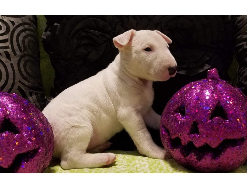 Healthy Male and Female Bull terrier puppies Image eClassifieds4u