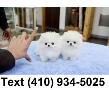 Amazing tiny teacup pomeranian puppies for sale.