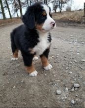 Cute male and female Bernese Mountain Dog puppies