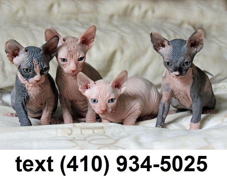 Adorable sphynx kittens for sale.text(410) 934-5025 Image eClassifieds4u
