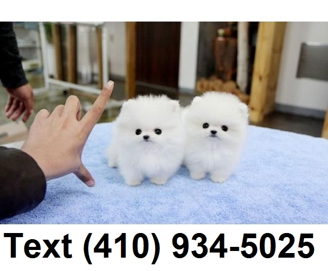 Amazing tiny teacup pomeranian puppies for sale. Image eClassifieds4u