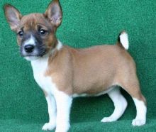 Marvelous male and female Basenji Puppies for adoption.