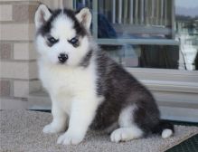 Siberian Husky puppies ready now
