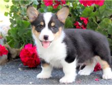 Six adorable Pembroke Welsh Corgi pups