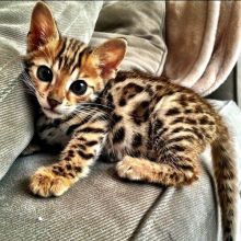 Top quality litter of Bengal kittens ready for adoption