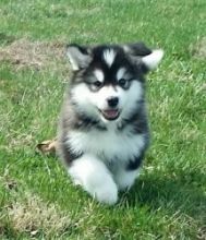 Wonderful purebred Alaskan Malamute puppies