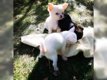 Charming male and female Chihuahua pups for adoption. Image eClassifieds4u 2