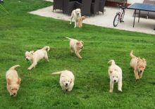 Golden Retriever puppies ready Image eClassifieds4u 2