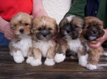 Lhasa Apso puppies Image eClassifieds4u 1