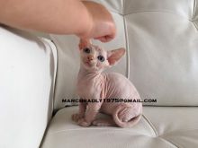 Sphynxs kittens available Image eClassifieds4U