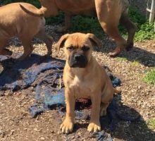 Cute Bull Mastiff pups available. Image eClassifieds4u 2