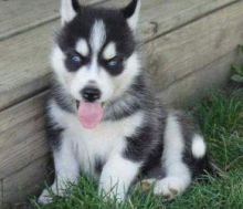 Wonderful purebred Alaskan Malamute puppies Image eClassifieds4u 2