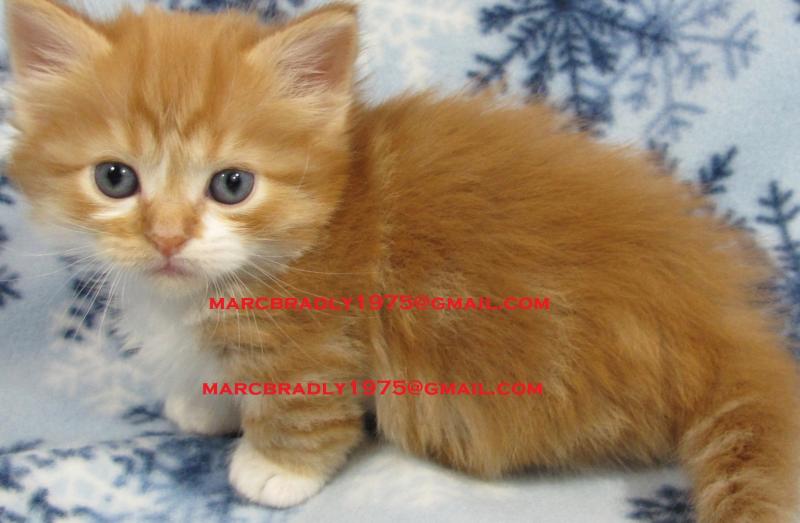 Munchkin kittens ready Image eClassifieds4u