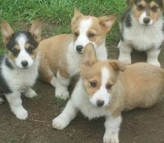Pembroke Welsh Corgi Puppies Image eClassifieds4u