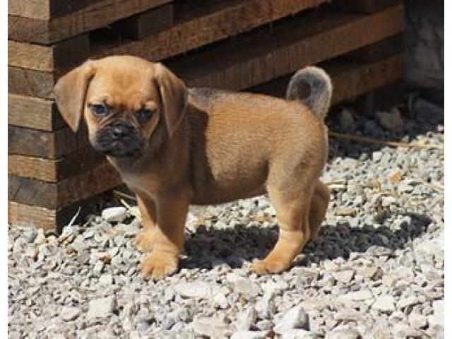 Puggle Puppies ready now Image eClassifieds4u