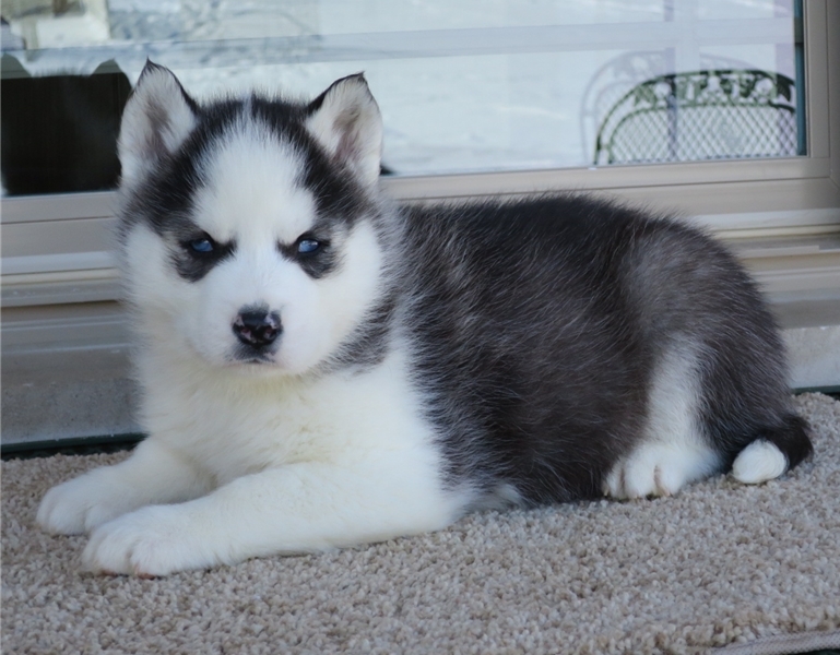Siberian Husky puppies ready now Image eClassifieds4u