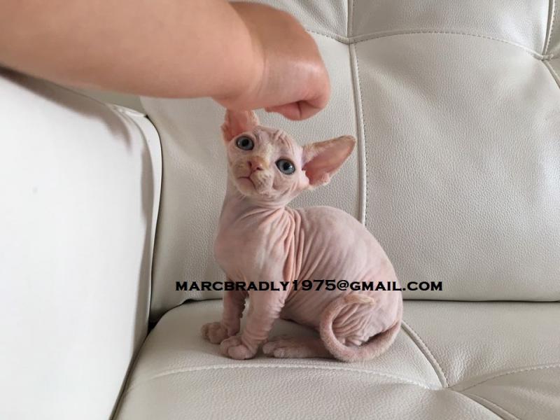 Sphynxs kittens available Image eClassifieds4u