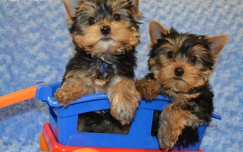 Yorkie Puppies ready Image eClassifieds4u