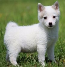 Alaskan Klee Kai puppies