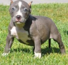 American Pitt Bull Terrier puppies